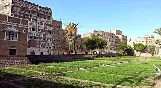 تواصل أعمال المؤتمر العلمي حول أضرار القات بجامعة صنعاء